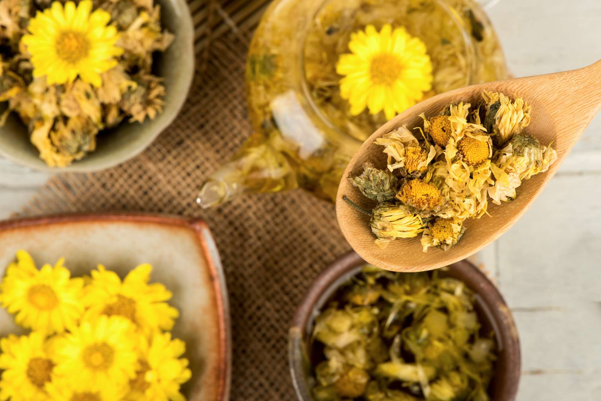 Chrysanthemum flower with many valuable health benefits